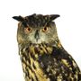 Unique pieces - Owl taxidermy - decorative item - DMW.NU: TAXIDERMY & INTERIOR