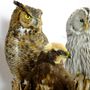 Unique pieces - Owl taxidermy - decorative item - DMW.NU: TAXIDERMY & INTERIOR