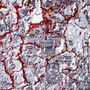 Tapis - Flowers in a Lava Field 3, Volcanic Collection - ZOLLANVARI INTERNATIONAL