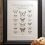Poster - Art print Extraordinary Butterflies - L'ATELIER LETTERPRESS