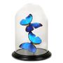 Decorative objects - Butterflydome with blue butterflies - DMW.NU: TAXIDERMY & INTERIOR