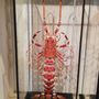 Decorative objects - Crawl of lobster - DESIGN & NATURE