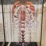 Decorative objects - Lobster burst - DESIGN & NATURE