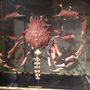 Decorative objects - Crab shattered with Beauoak - DESIGN & NATURE
