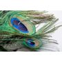 Hats - Peacock feathers - interior decoration - DMW.NU: TAXIDERMY & INTERIOR