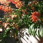 Décorations florales - Tropical Heat - COACH HOUSE
