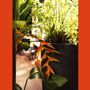 Décorations florales - Tropical Heat - COACH HOUSE