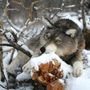 Christmas garlands and baubles - Realistic model Wolf. window display - KATERINA MAKOGON