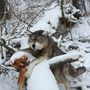 Guirlandes et boules de Noël - Animal sauvage en peluche Wolf - Faux taxidermie. étalage - KATERINA MAKOGON
