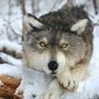 Christmas garlands and baubles - Realistic model Wolf. window display - KATERINA MAKOGON