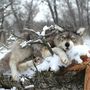 Christmas garlands and baubles - Realistic model Wolf. window display - KATERINA MAKOGON