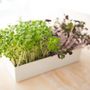 Other smart objects - Grow Box Microgreens - DO NOT USE - LIFE IN A BAG