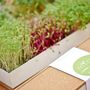 Autres objets connectés  - Grow Box Micro-végétaux - DO NOT USE - LIFE IN A BAG