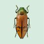 Affiches - Pastel coléoptères - LILJEBERGS