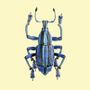 Affiches - Pastel coléoptères - LILJEBERGS