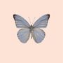 Affiches - Pastel papillons - LILJEBERGS