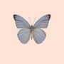 Poster - Pastel butterflies - LILJEBERGS