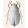 Affiches - Les coléoptères - LILJEBERGS