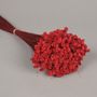 Floral decoration - Dried red Glixia - LE COMPTOIR.COM