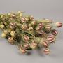Décorations florales - Nigelle séchée naturelle - LE COMPTOIR.COM