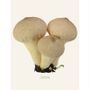 Meubles de cuisines  - Des champignons - LILJEBERGS