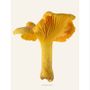Meubles de cuisines  - Des champignons - LILJEBERGS