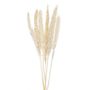 Floral decoration - Phragmitos white dried flower AX70127  - ANDREA HOUSE
