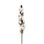 Floral decoration - Dried Natural Cotton Branch AX70126  - ANDREA HOUSE