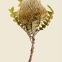 Poster - Withered botanicals - LILJEBERGS