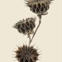 Poster - Withered botanicals - LILJEBERGS