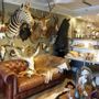 Decorative objects - Taxidermy animals - Decorative items - Interior & Taxidermy - DMW.NU: TAXIDERMY & INTERIOR