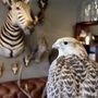 Decorative objects - Taxidermy animals - Decorative items - Interior & Taxidermy - DMW.NU: TAXIDERMY & INTERIOR