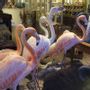 Decorative objects - Taxidermy animals - Decorative items - Interior & Taxidermy - DMW.NU: TAXIDERMY & INTERIOR