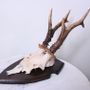 Decorative objects - Decorative items: horns, antlers skulls, taxidermy - DMW.NU: TAXIDERMY & INTERIOR