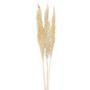 Decorative objects - Natural Dried Flower White Pampas 3pcs. AX70129  - ANDREA HOUSE