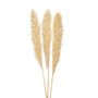 Floral decoration - Cream Pampas natural dried flower 3pcs. AX70132 - ANDREA HOUSE