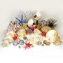 Objets de décoration - Merveilles de la mer - DMW.NU: TAXIDERMY & INTERIOR