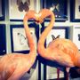 Unique pieces - Flamingo Taxidermy - DMW.NU: TAXIDERMY & INTERIOR