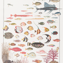 Poster - POSTER I EXOTIC FISH - LES JOLIES PLANCHES