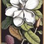 Affiches - Affiche Wonderland, Magnolia blanc en fleurs. - THE DYBDAHL CO.