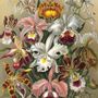 Affiches - Affiche Flowers, Cypripedium. - THE DYBDAHL CO.