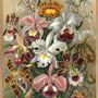 Affiches - Affiche Flowers, Cypripedium. - THE DYBDAHL CO.
