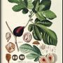 Affiches - Affiche Fruits, Ficus foliis palmatis. - THE DYBDAHL CO.