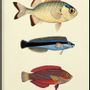 Affiches - Affiche Fish. - THE DYBDAHL CO.