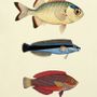 Affiches - Affiche Fish. - THE DYBDAHL CO.