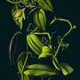 Affiches - Affiche Herbs, Vanilla. - THE DYBDAHL CO.