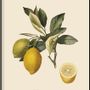 Affiches - Affiche Fruits, Citronier Commun. - THE DYBDAHL CO.