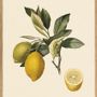 Affiches - Affiche Fruits, Citronier Commun. - THE DYBDAHL CO.