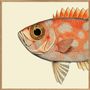 Poster - Poster Half Fish, Spotted Orange Left. - THE DYBDAHL CO.