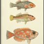 Affiches - Affiche Fish. - THE DYBDAHL CO.